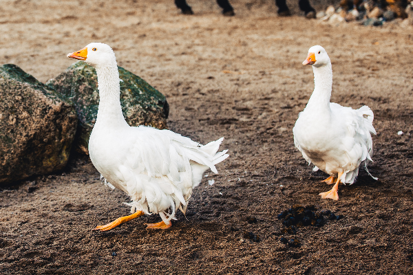 Bild 1 von Tierpark Greifswald gGmbH