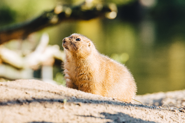 Bild 2 von Tierpark Greifswald gGmbH
