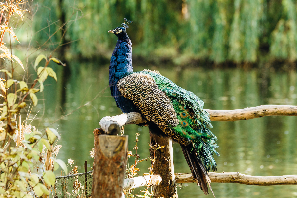 Bild 3 von Tierpark Greifswald gGmbH